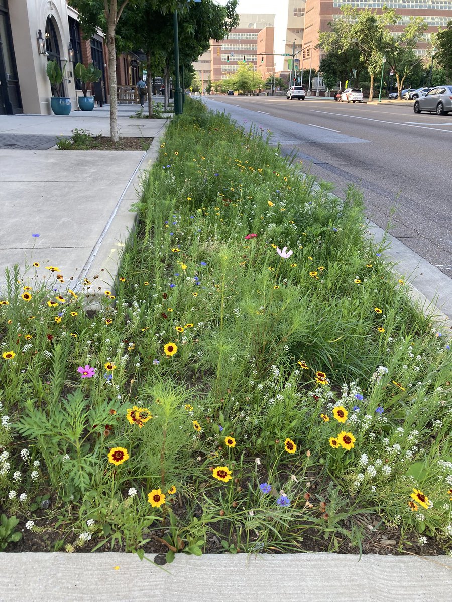 Started this morning at our main branch to do some research in the Local History Dept (we’re collaborating on a “Vintage Flavors” program. There will be jello salads! 😃) and saw that the city has decided to do wild flowers along the sidewalks. It’s gorgeous! 😍