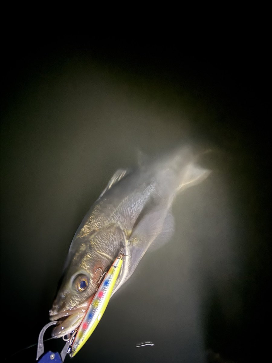 _yuri_0612's tweet photo. 13時くらいに入ってから16時までずっと魚かけてたけど自分はキャッチできず
18時くらいにまた入り直して0時半まで無限に釣れた
70位が多いけど追波でこんなに魚掛けて釣ったのは初めてでした
暗くなってからはアサシンの独擅場で10本以上は釣ったかな？
デイで二人してバラした魚はマジでデカかった https://t.co/SQcpLqDhy0