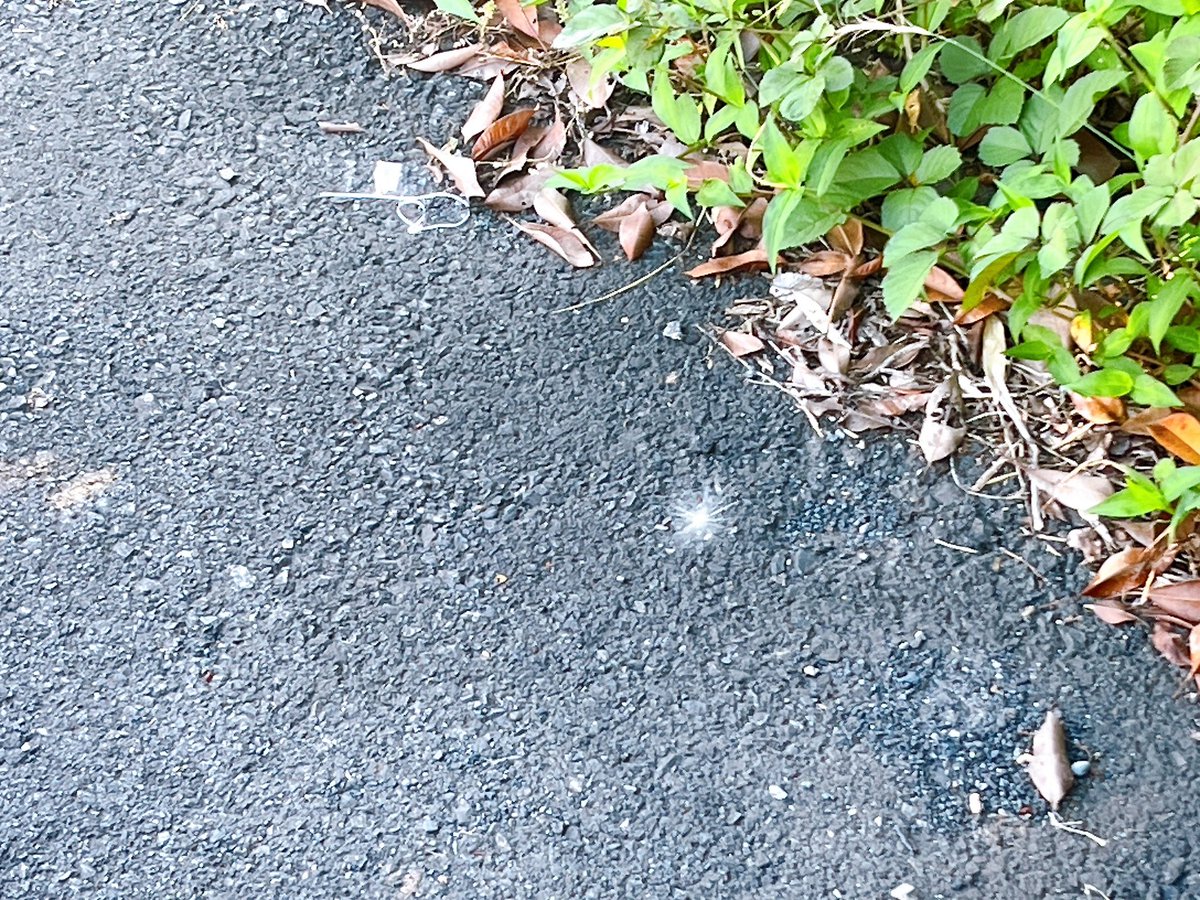 あっ、ケセランパサラン