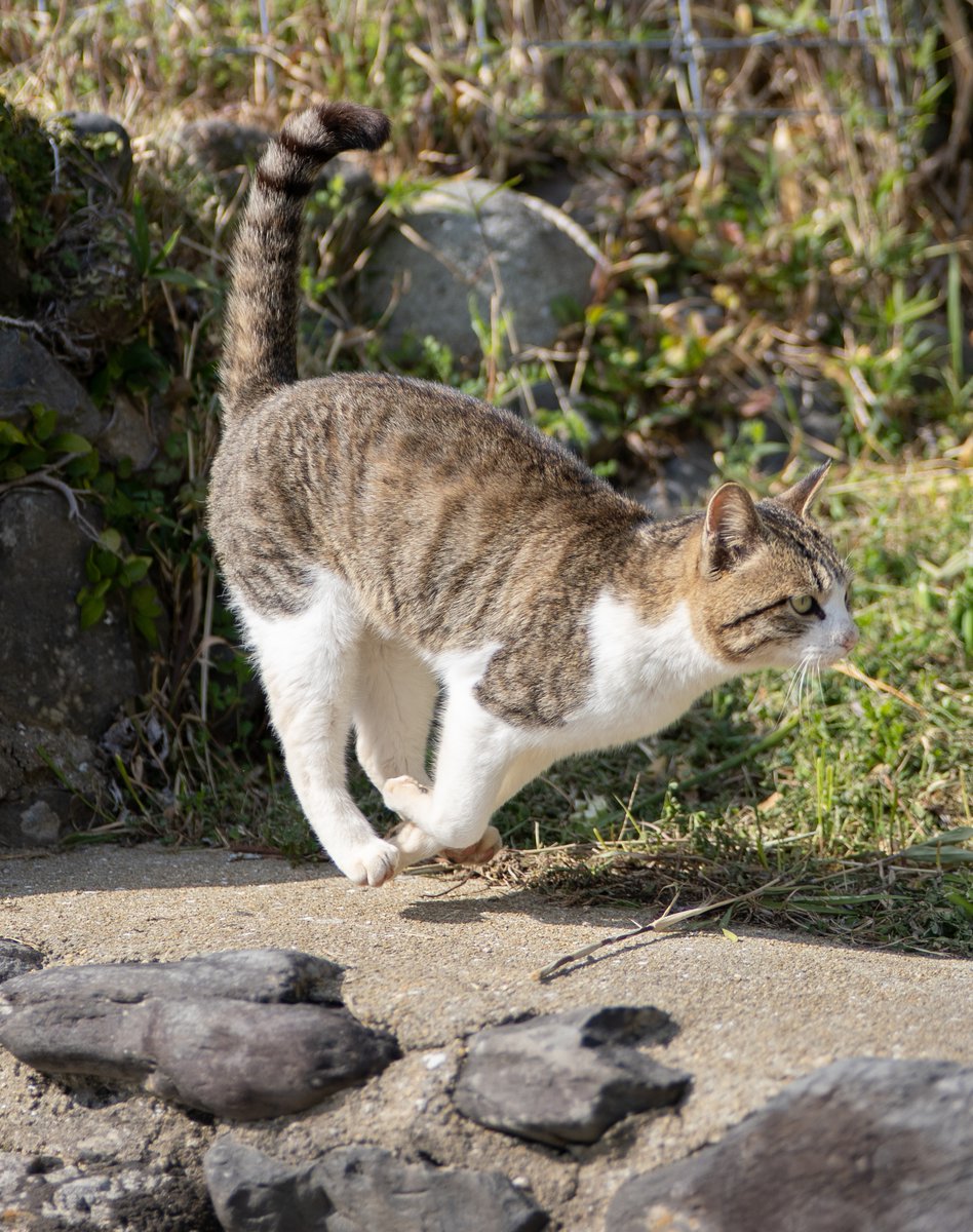 あおいとり🐱写真集「ずっと気まま猫」発売中 (@bluebirdjourney