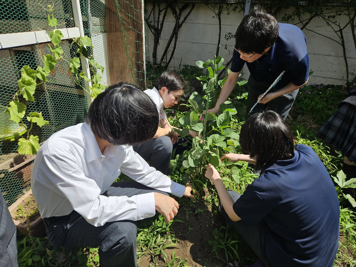 BunsugiBSC's tweet photo. ご無沙汰しております！すっかり夏ですが、まだ梅雨は明けていないんですよね？

生物探究部では、夏野菜の収穫が始まっています！
自分達で育てた枝豆、甘みがあって美味しかったです！ https://t.co/WzCl9xfa86