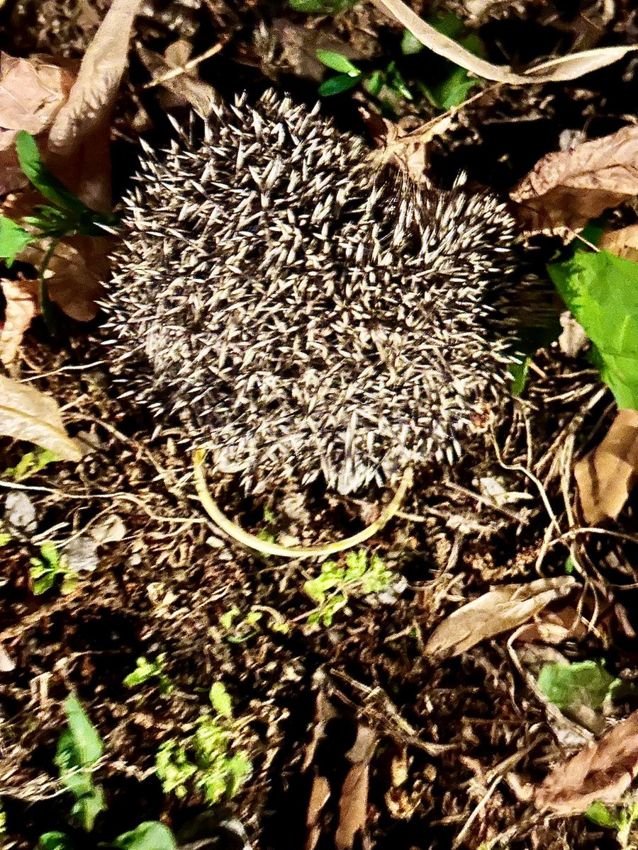 Piccolo, pungente
incontro notturno…
carinissimo 🦔🥰
💫