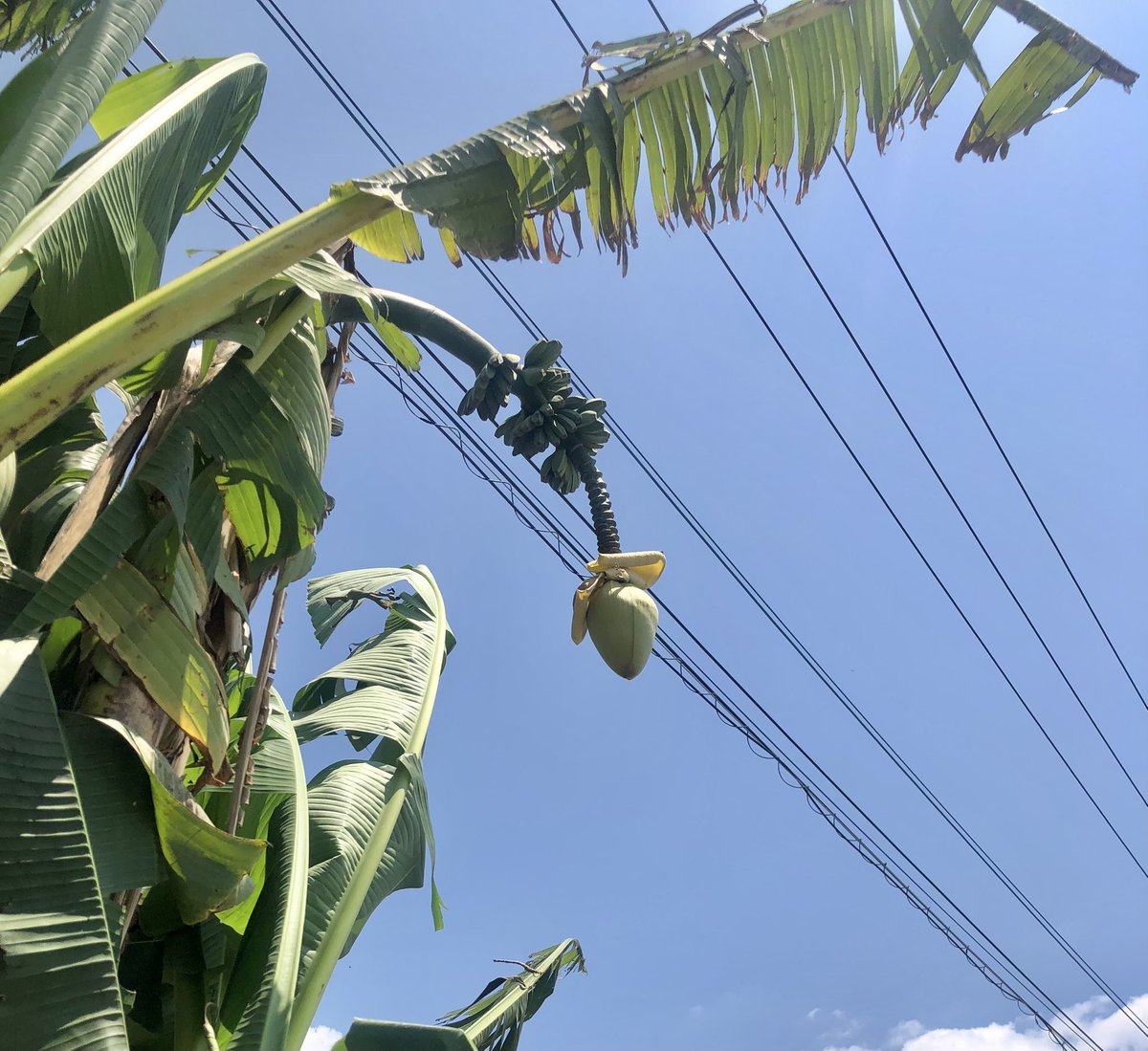 arasio4's tweet photo. 開成町でバナナ🍌を発見❣️
#開成町
#日本産バナナ https://t.co/poqkEz12Xv