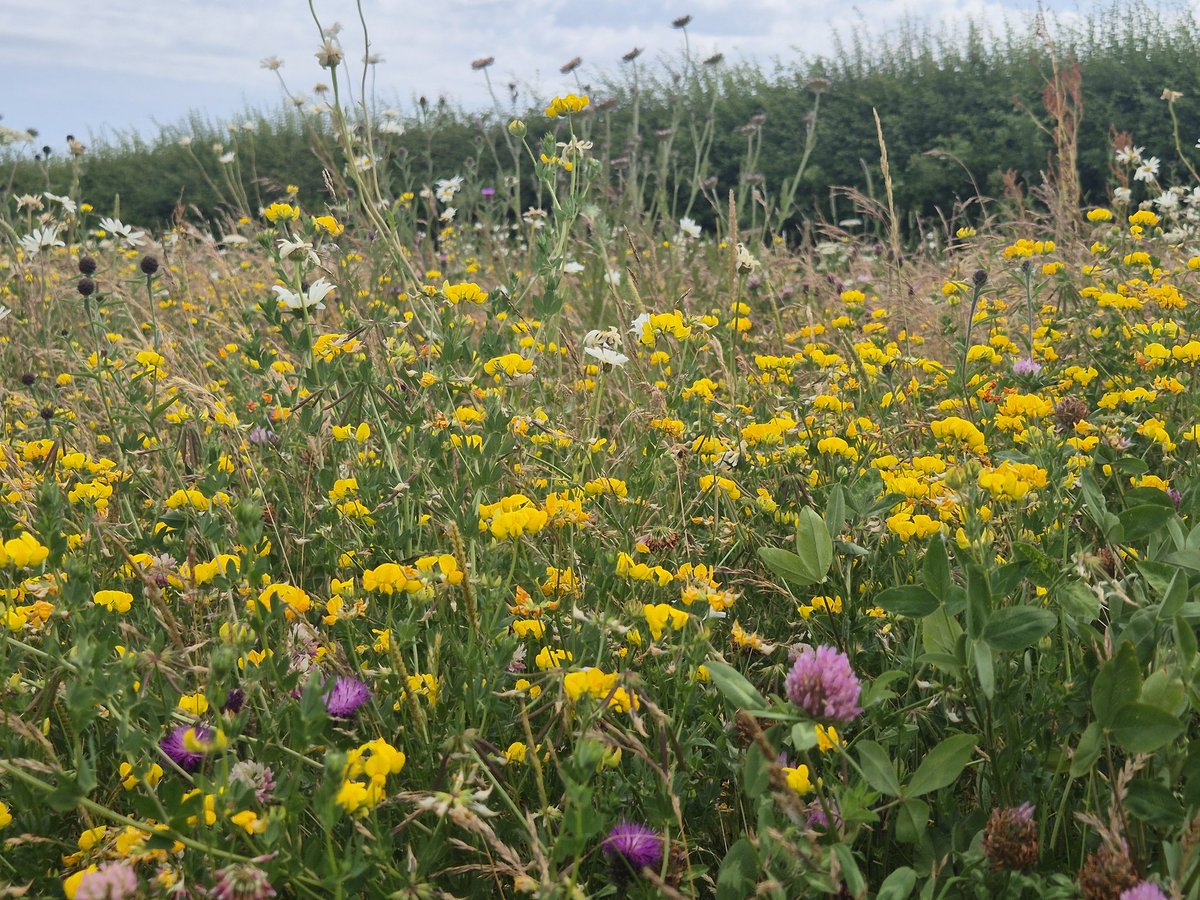 mortonmassive's tweet photo. #num3 and flower  rich grass mix doing its thing.  looks great and massively beneficial to wildlife. Will it carry on, though? https://t.co/ElrPZYHC0u