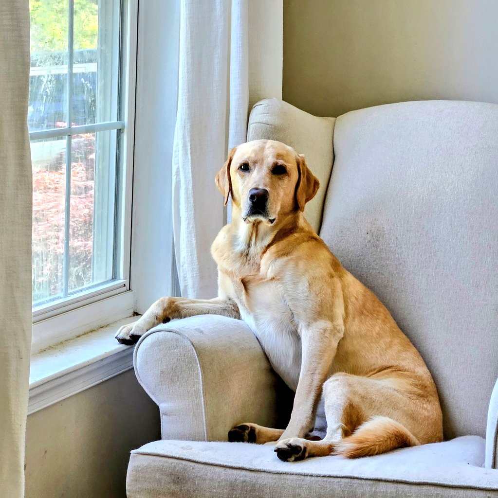 Dog or human? Please help decide.