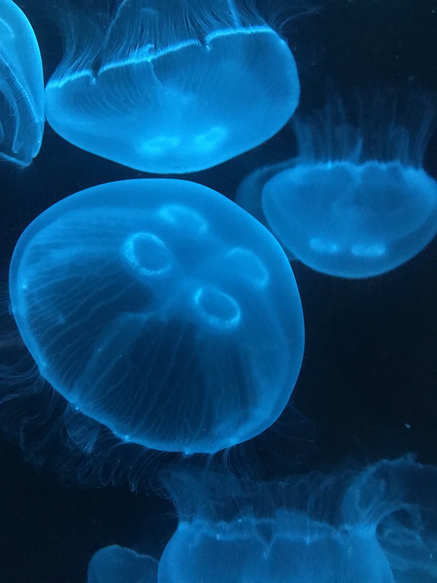 Moon jelly appreciation post