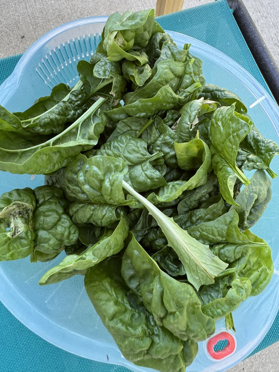 Harvesting home grown spinach