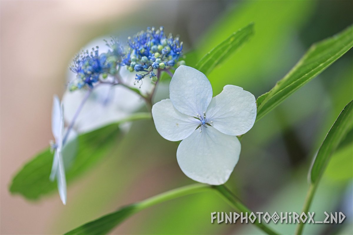 #紫陽花
#花の写真
#TLを花でいっぱいにしよう
#FunPhoto