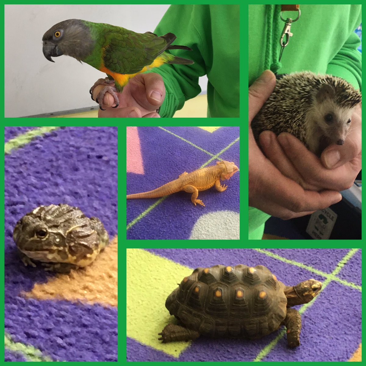 P2 <a href="/stjosephsabn/">stjosephsprimary</a> completed their novel - Esio Trot. We celebrated with The Critter Keeper visiting our class. All beasties were safely checked when leaving! Lots of curious children. A love of literacy for the summer term.