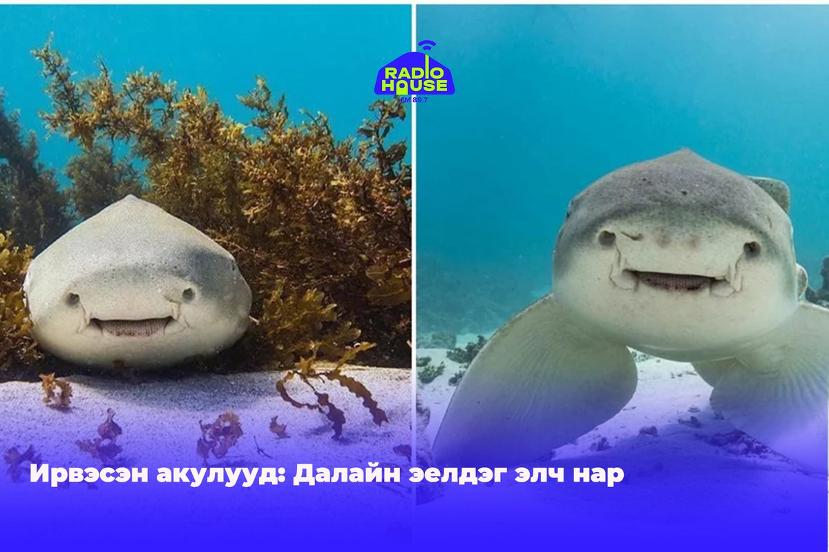 Барын хээтэй ирвэсэн акулууд акул гэх нэрнээс үүдэлтэй айдсыг эвдэж, тэдний талаар олон нийтийн ойлголтыг өөрчилж байна. Калифорнийн эрэг дагуух булан, замагт ойд амьдардаг энэ зүйлийн акул нь усны ёроолд амьдрах дадалтай, түрэмгий биш, харин ч усанд сэлэгч, шумбагч нартай сониуч