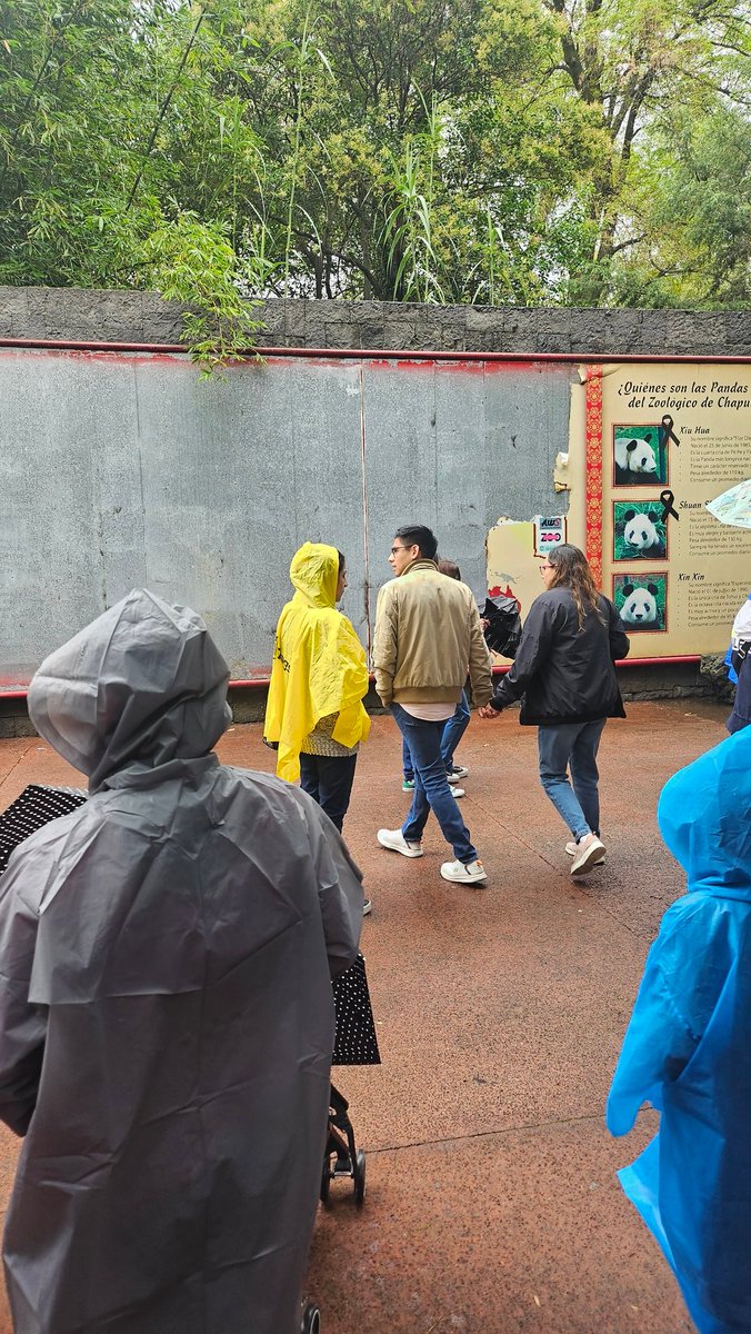 ¿Recuerdan lo bonito y emblemático que era el Zoológico de Chapultepec?
Era... desde la gestión de <a href="/Claudiashein/">Claudia Sheinbaum Pardo</a> y ahora con <a href="/ClaraBrugadaM/">Clara Brugada Molina</a> esto está para llorar.
Este era el árbol genealógico de los osos panda... era.
Una zona está... vacía ya no hay changos.