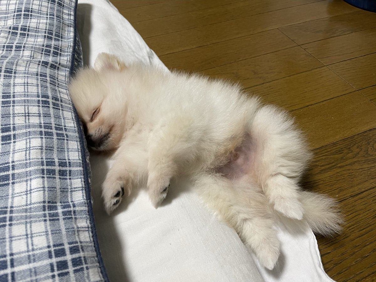 2022.6

どんなところでも無防備でグッスリ💤

この日は頭が枕にめり込んじゃったね🐻‍❄️👼

#ポメラニアン #wanko #パピー期