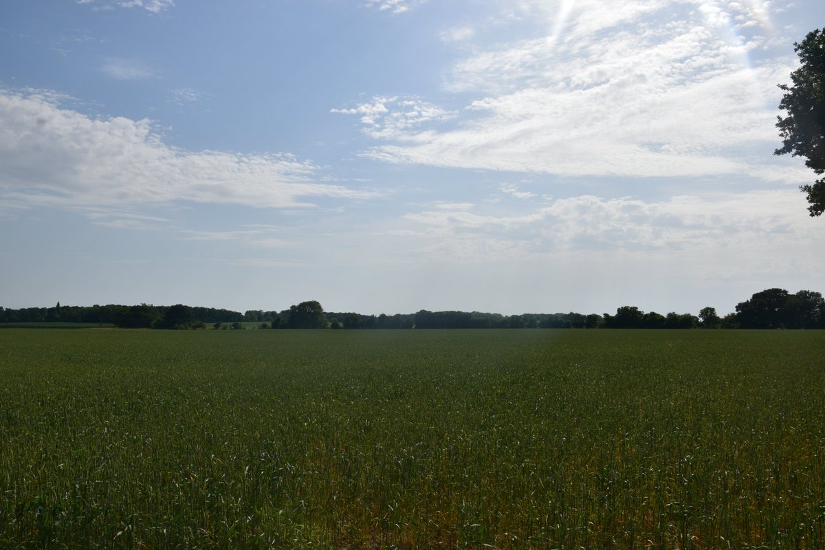 Today I walked for just over 20km in Berkshire observing yet again the wonders of the English countryside on a rather warm day!