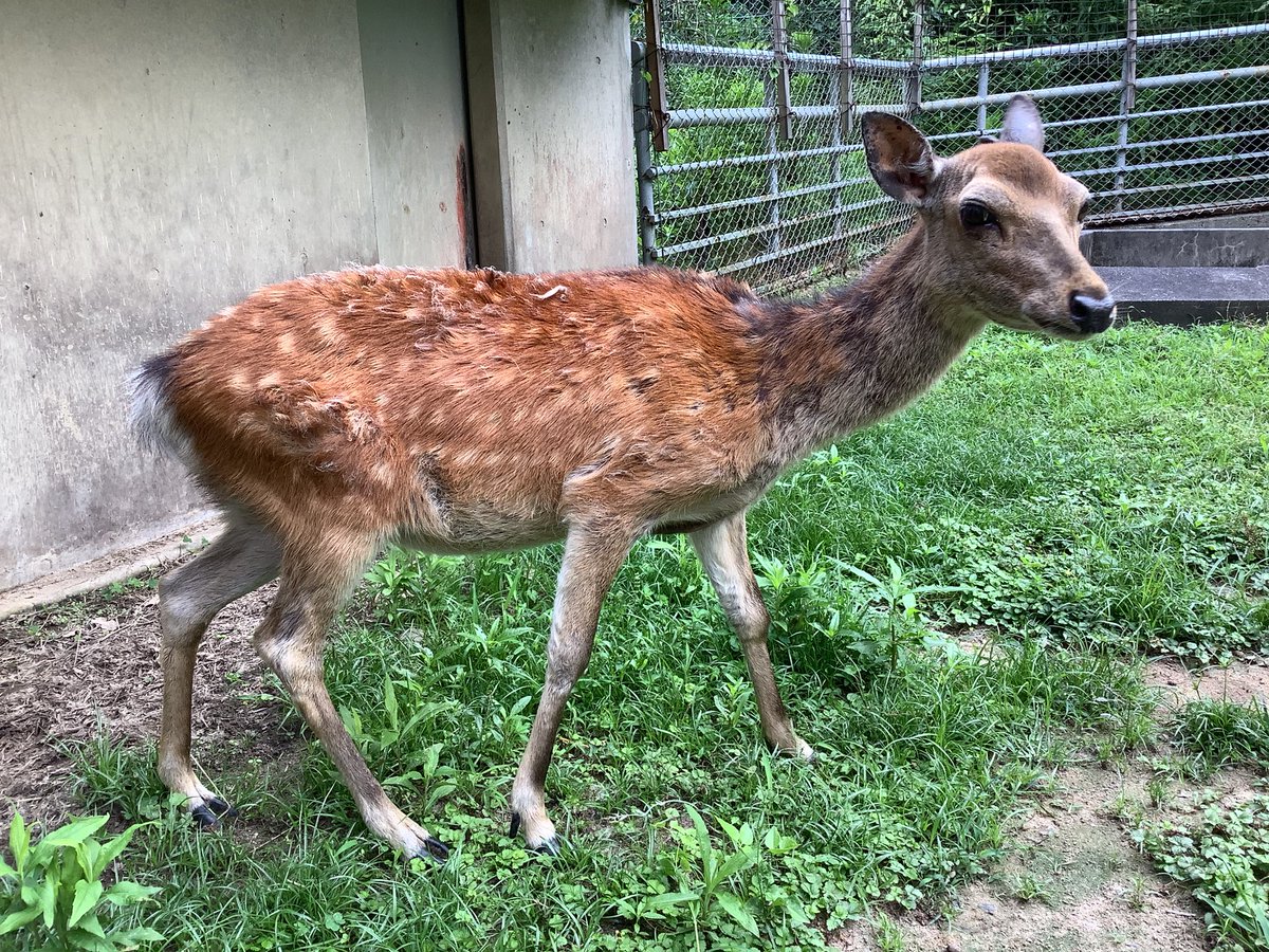 ニホンジカ ♀毛皮 23-12 今日のニホンジカ #浜松市動物園