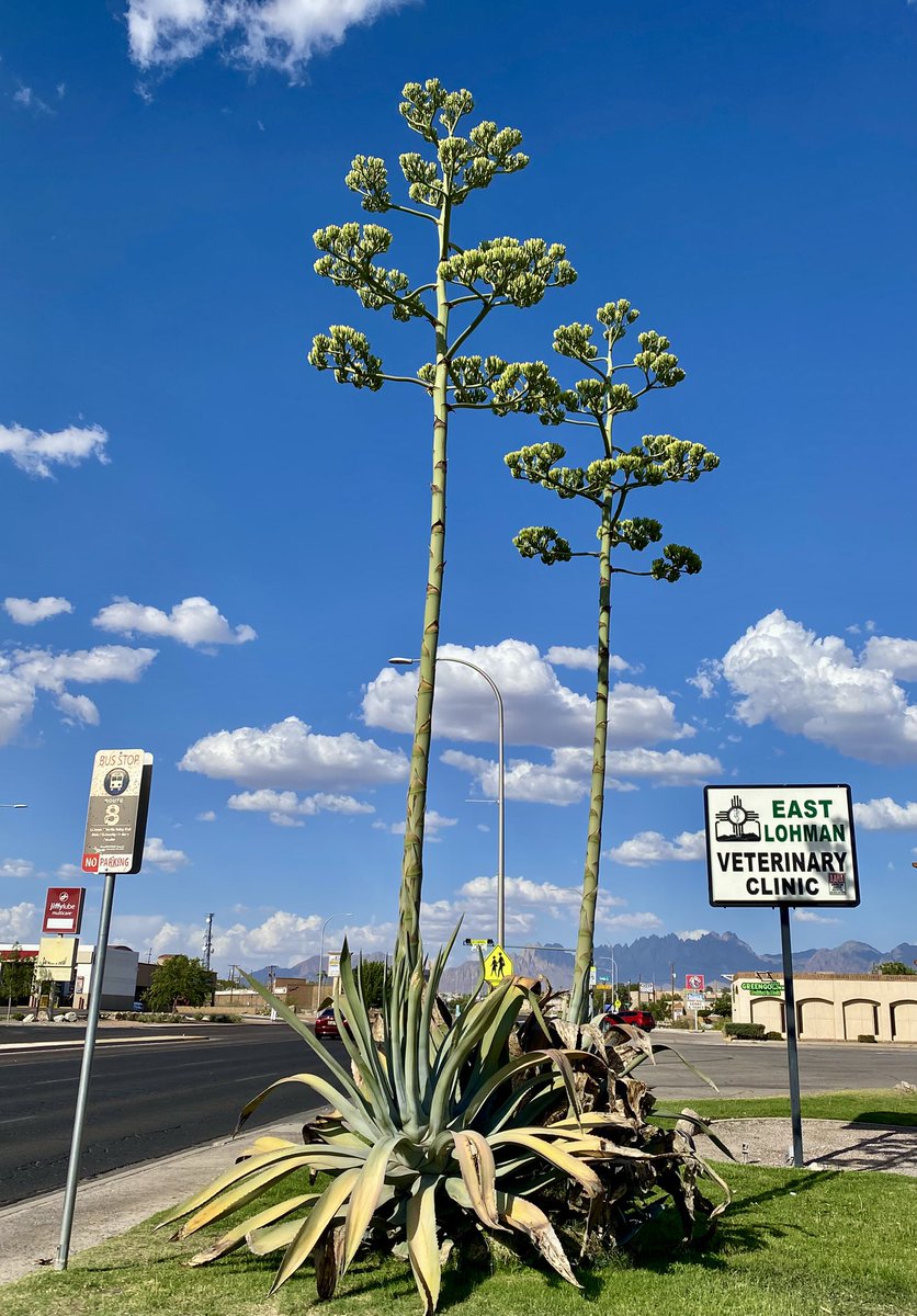 Chipper24's tweet image. A pair of agave in Las Cruces putting on one final and spectacular show before they die.