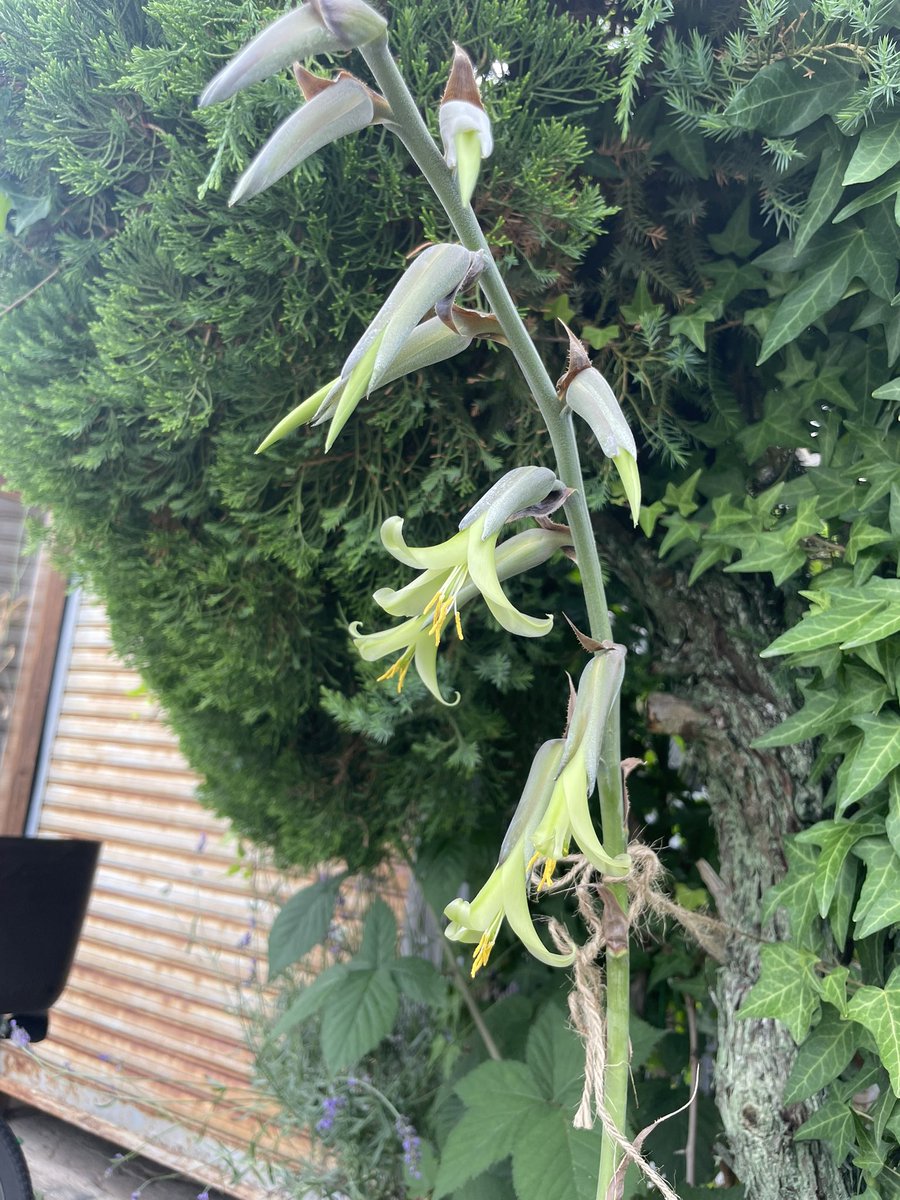 実生で育ててたプヤが咲いたー🙌

Puya mirabilis