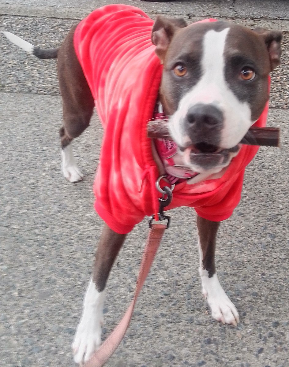 LebrockTony's tweet photo. Sat ๐Madam's after the๐treatstore๐๐คค๐๐พ๐๐๐
#bullystick #dogtreat #doggie
#dogstyle #doghoodie #pittie
#SparkPaws #cutedogs #pitt
#dogseating #gooddog #pets
#MadamRiley #bluenosepittie https://t.co/NOD7aXIG0r