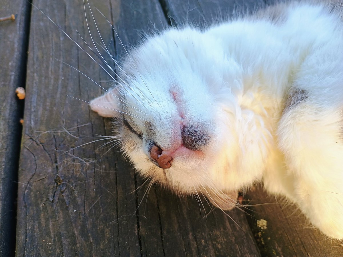 beshortrunultra's tweet image. Happy #Caterday 😆😁