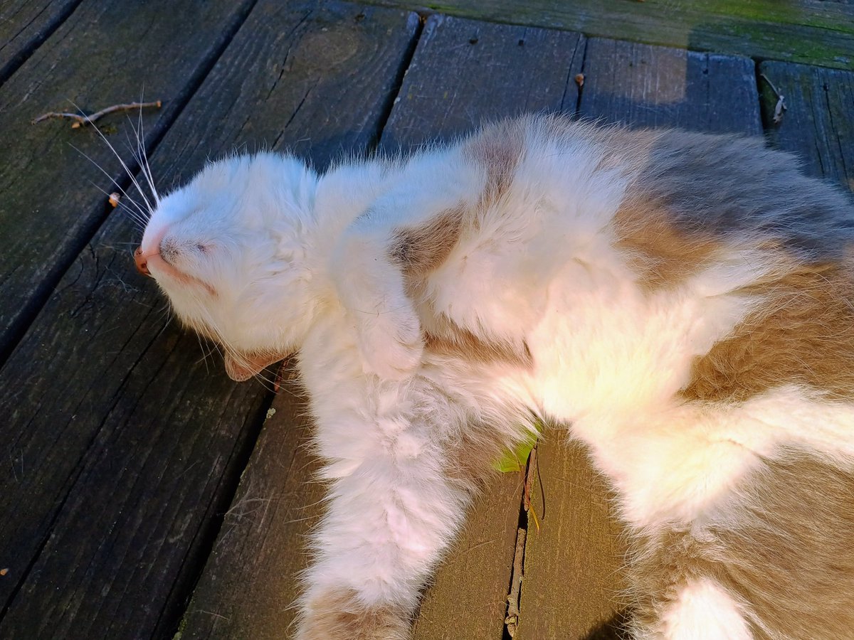 beshortrunultra's tweet image. Happy #Caterday 😆😁