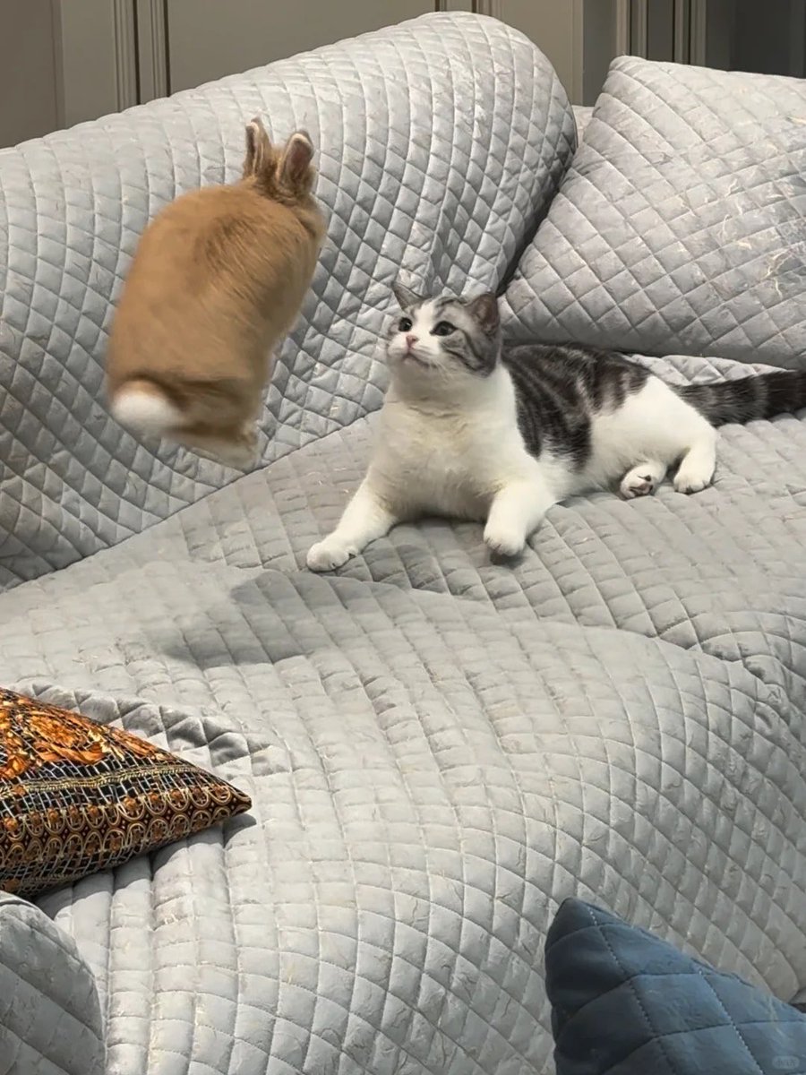 Why you should have a rabbit tweet media