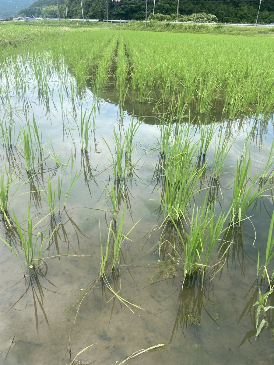 coco_sasayama's tweet image. 例年より暑さが厳しい今年ですが、稲たちも頑張って成長しています
田んぼには蛍が飛び交いとても美しい景色です

そろそら中干しに入ります
#deps米　#稲作