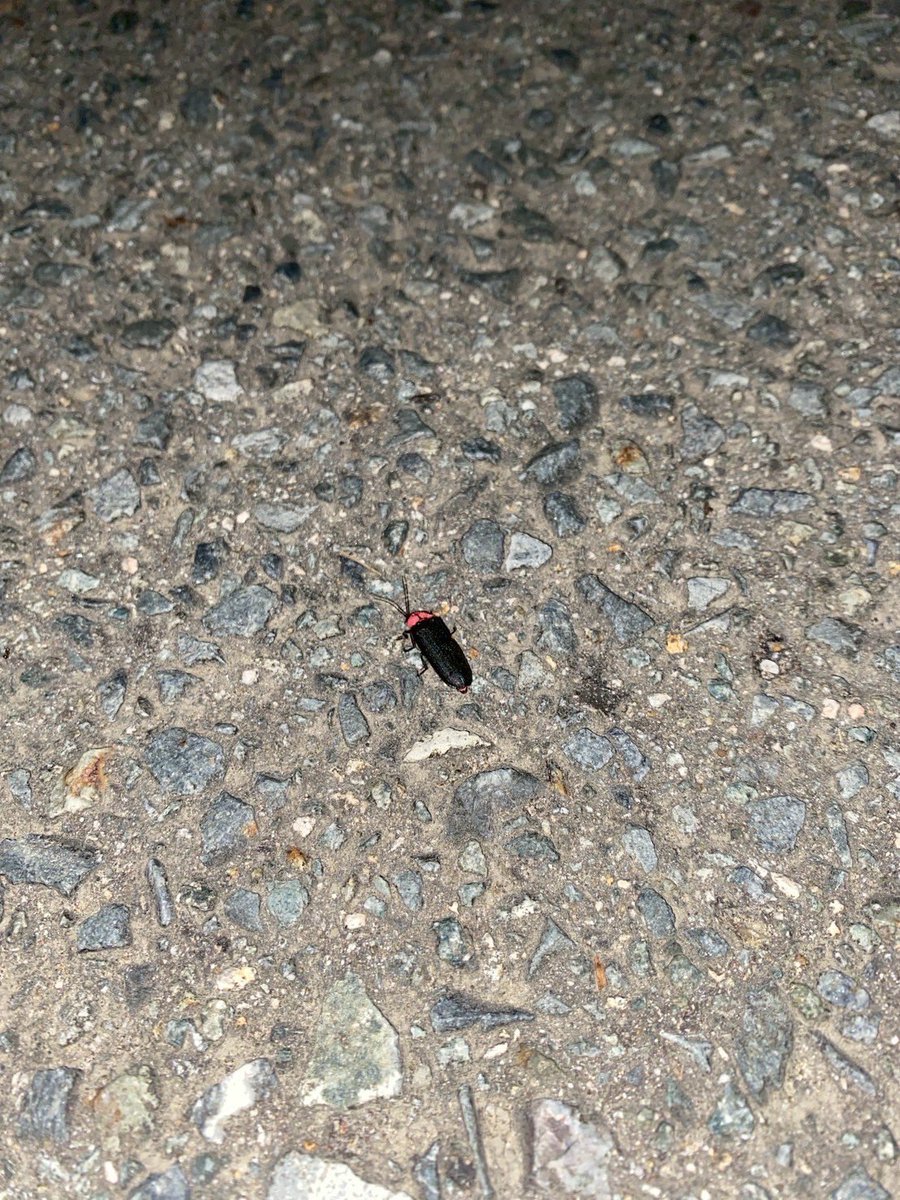 coco_sasayama's tweet image. 例年より暑さが厳しい今年ですが、稲たちも頑張って成長しています
田んぼには蛍が飛び交いとても美しい景色です

そろそら中干しに入ります
#deps米　#稲作