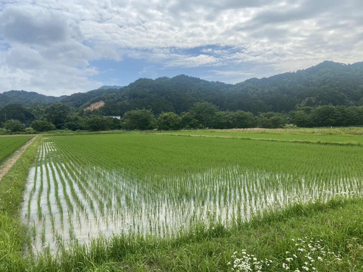 coco_sasayama's tweet image. 例年より暑さが厳しい今年ですが、稲たちも頑張って成長しています
田んぼには蛍が飛び交いとても美しい景色です

そろそら中干しに入ります
#deps米　#稲作