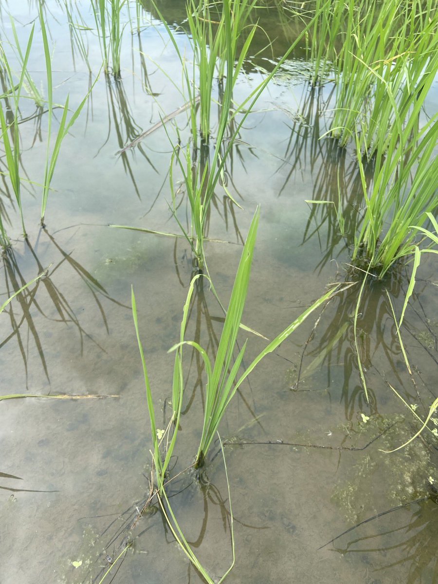 coco_sasayama's tweet image. 例年より暑さが厳しい今年ですが、稲たちも頑張って成長しています
田んぼには蛍が飛び交いとても美しい景色です

そろそら中干しに入ります
#deps米　#稲作