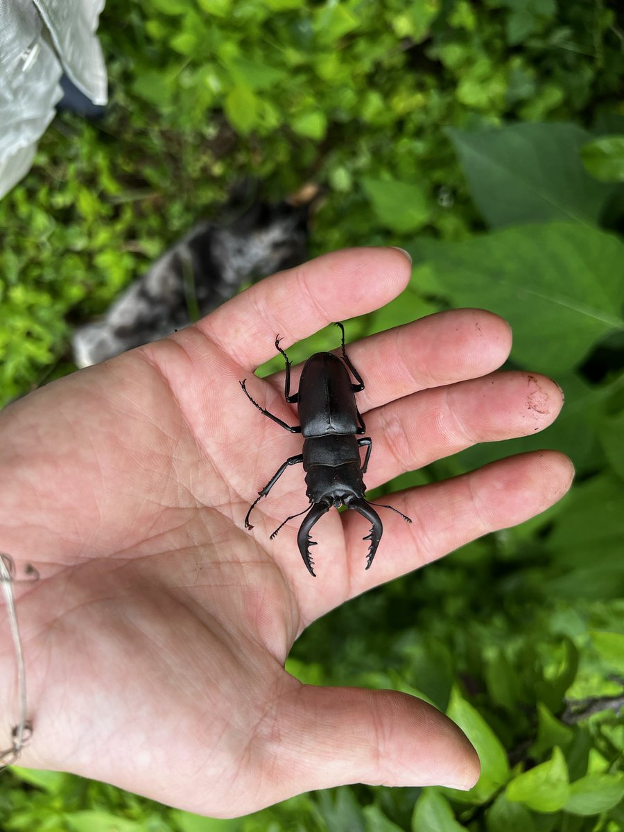 Bugbites4U's tweet image. もういた✨