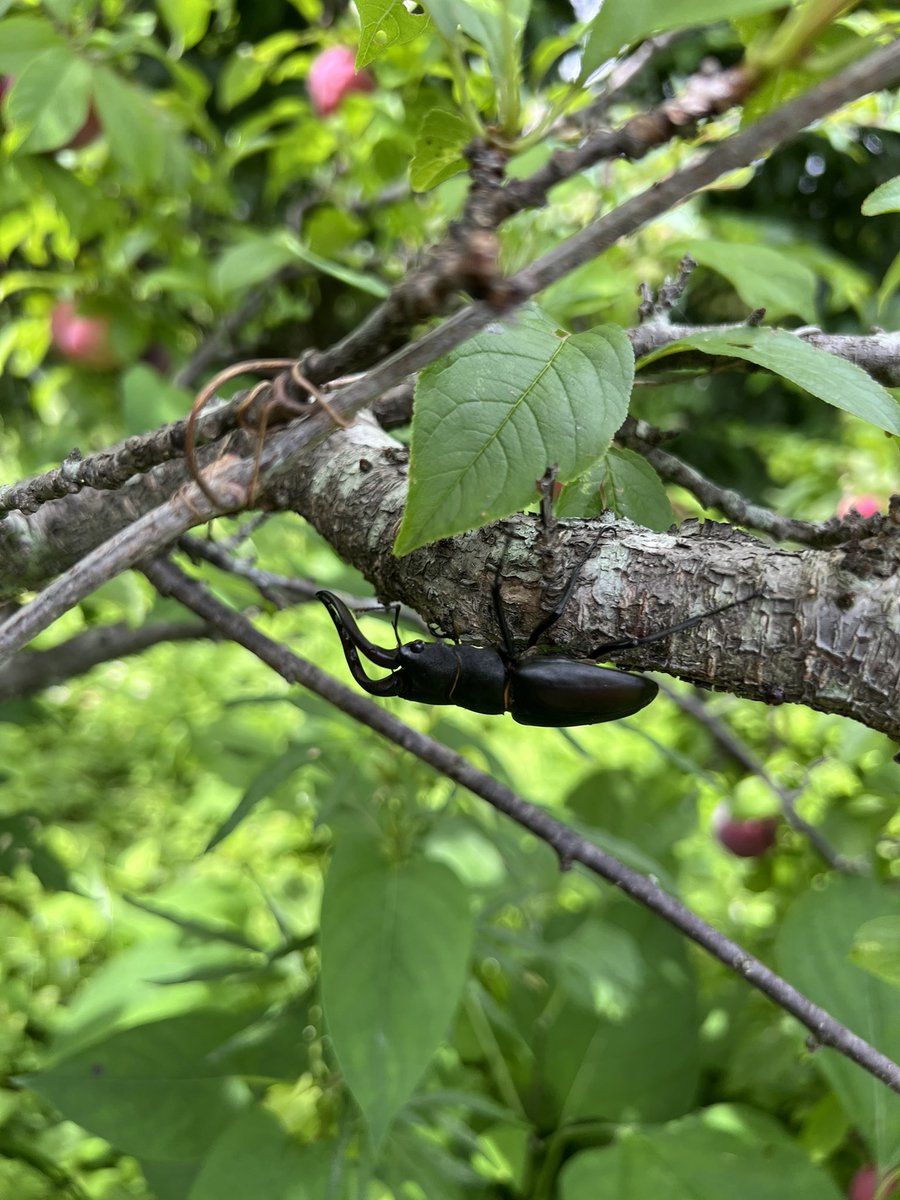 Bugbites4U's tweet image. もういた✨