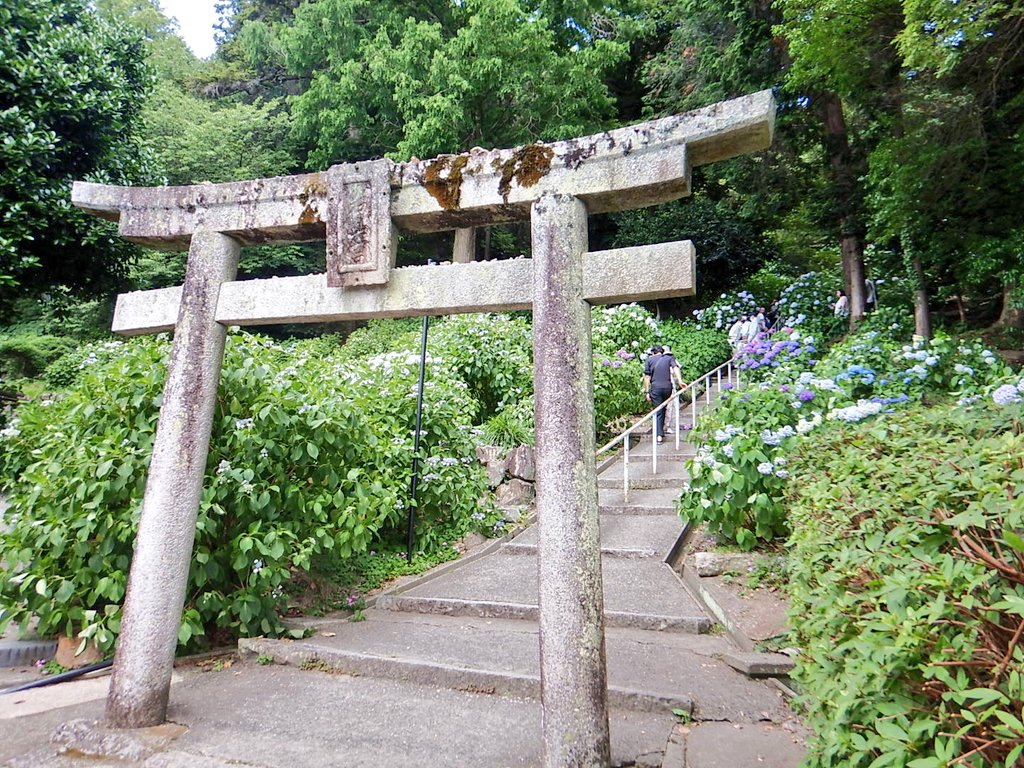 kibitsujinja's tweet image. あじさいまつり2日目
すこし早いですが、用意できました!
是非ともお越しください!
#吉備津神社 #岡山 #あじさい #あじさいまつり
