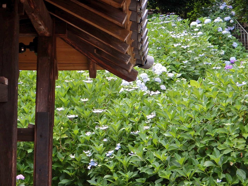 kibitsujinja's tweet image. あじさいまつり2日目
すこし早いですが、用意できました!
是非ともお越しください!
#吉備津神社 #岡山 #あじさい #あじさいまつり