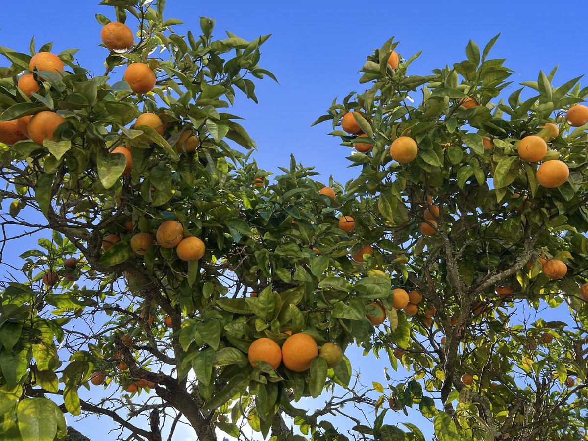 our orange tree is bountiful
