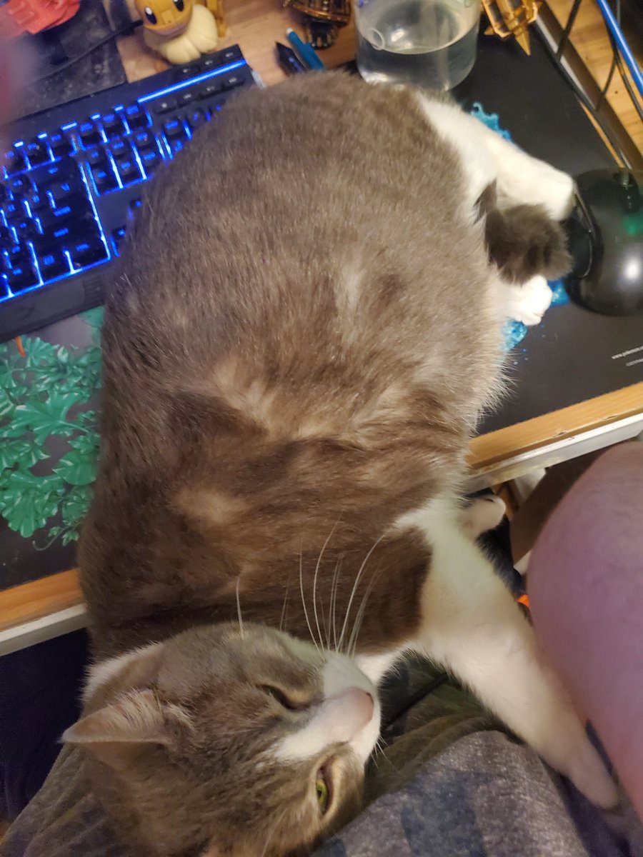Got no real plans today, may work on art later, just rn having my kitty cuddle with me. c: