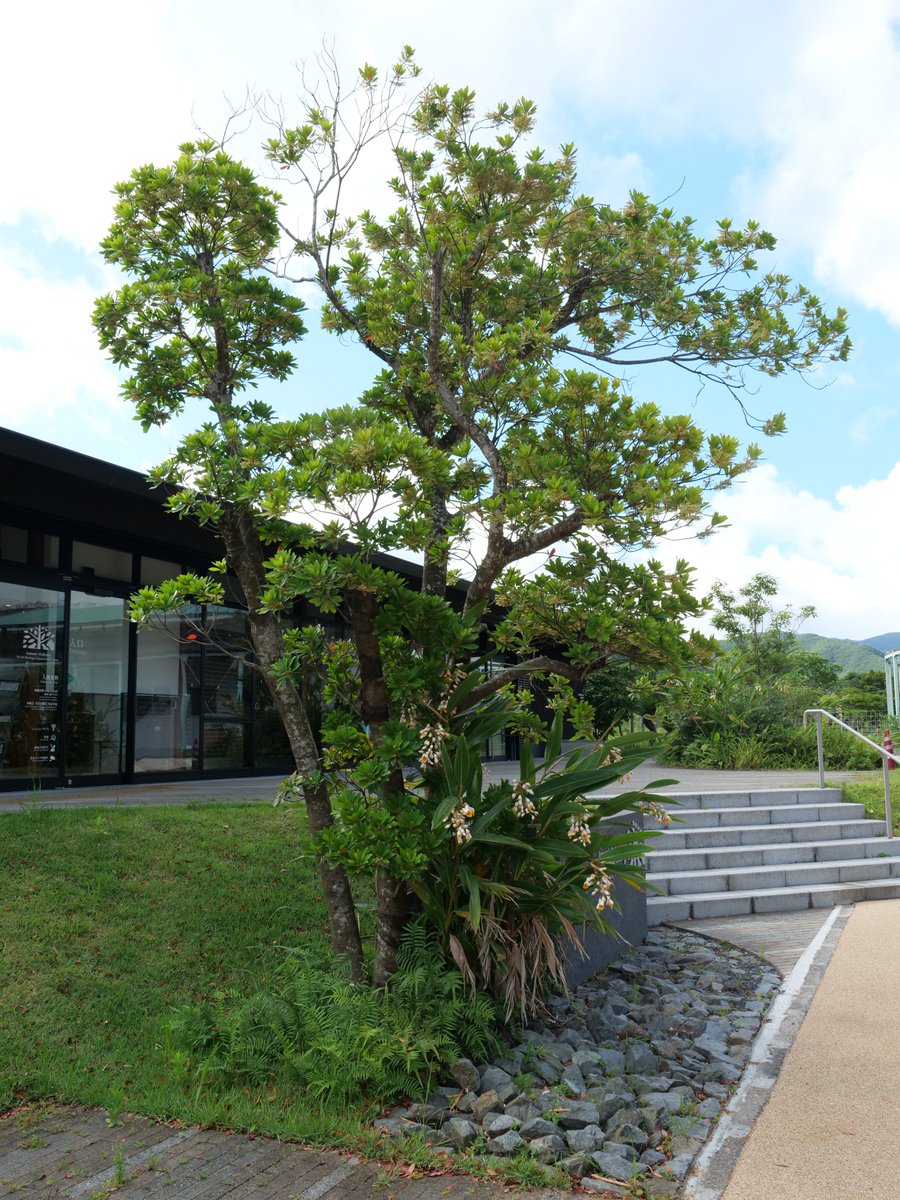 amamioshimawhcc's tweet image. おはようございます🌞
奄美大島世界遺産センター入り口前では、ホルトノキとゲットウが開花しております！

ホルトノキの花は花弁の先が糸状に裂けて、ふさふさした見た目をしてるのが特徴です。ゲットウの花は甘くほんのりスパイシーな香りがします。どちらも五感を使って堪能してみてください！