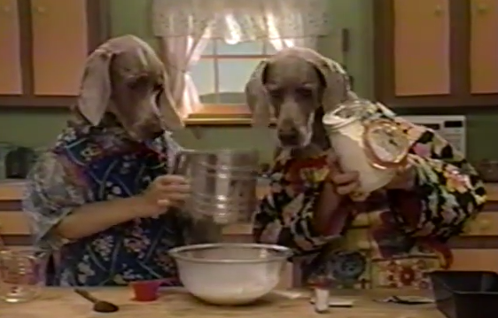 ive been really getting into wegman shorts recently