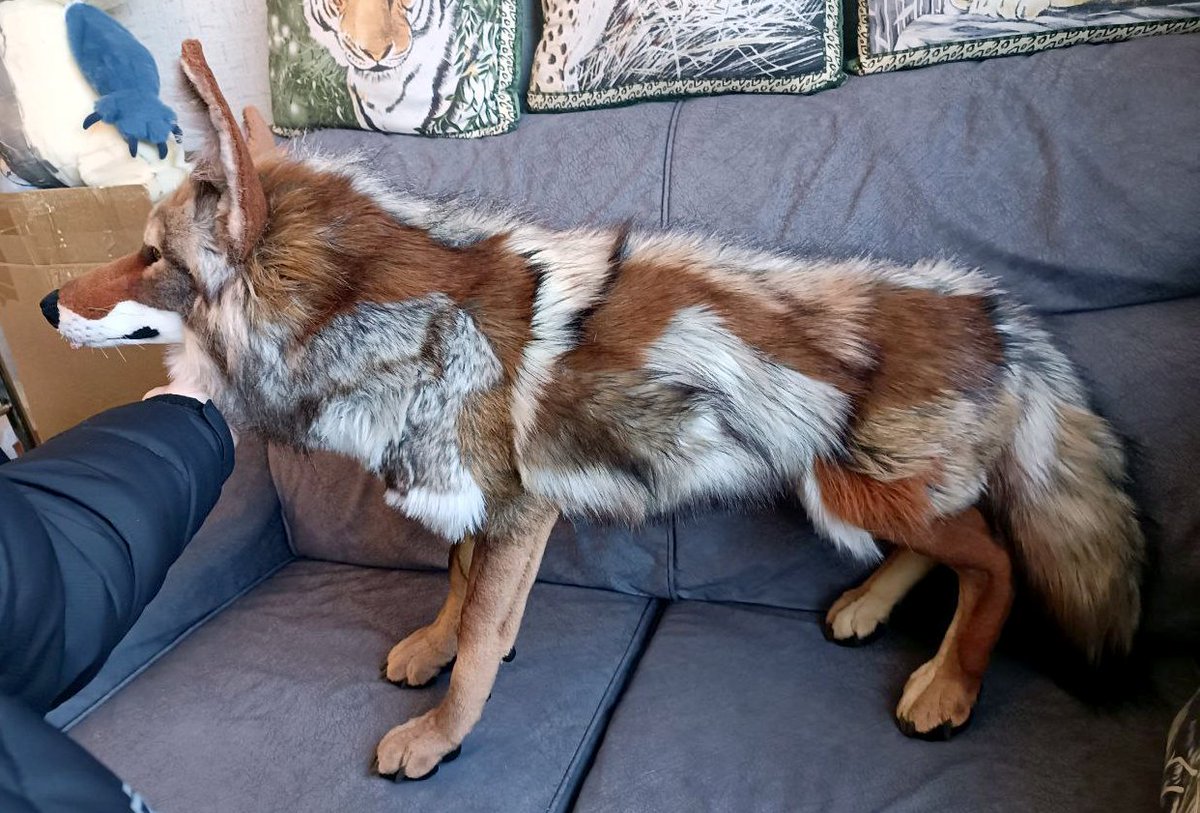 yellow_fr3ak's tweet photo. Coyote prototype is done!
Making a few edits but overall happy with them ^^
They will be off to their new home soon~

Making one more test yote and then I will make the plush available to buyers :) https://t.co/VIHKuA0L6c