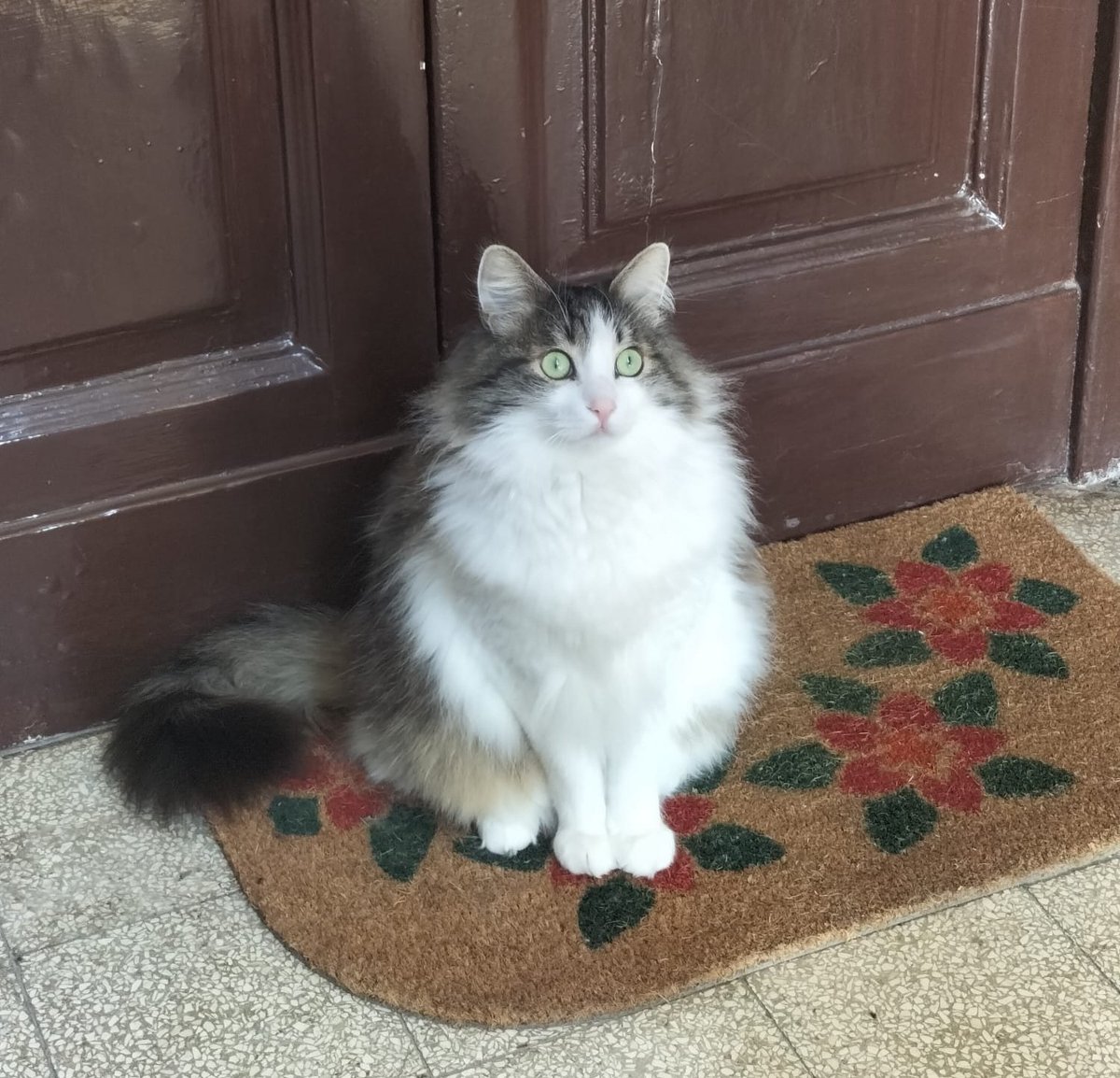[Team’s Cats introduction] 

Say meow to Leo!   

Leoににゃを言ってあげましょう！
