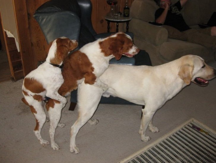 Blazing Dranzer tweet media