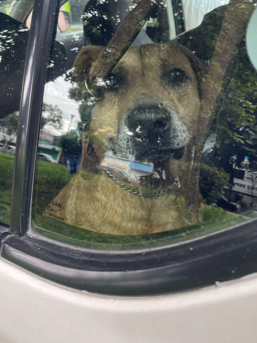 Esas caritas tristes son las que siempre veo cuando se regresan a pensión.💔

Ellos ya quieren sus familias.🥺
Ayúdanos a que más de 50 perritos lo logren por favor.

Cada que compartes sus publicaciones nos ayudas a llegar a más gente y entre toda esa gente pueden estar sus