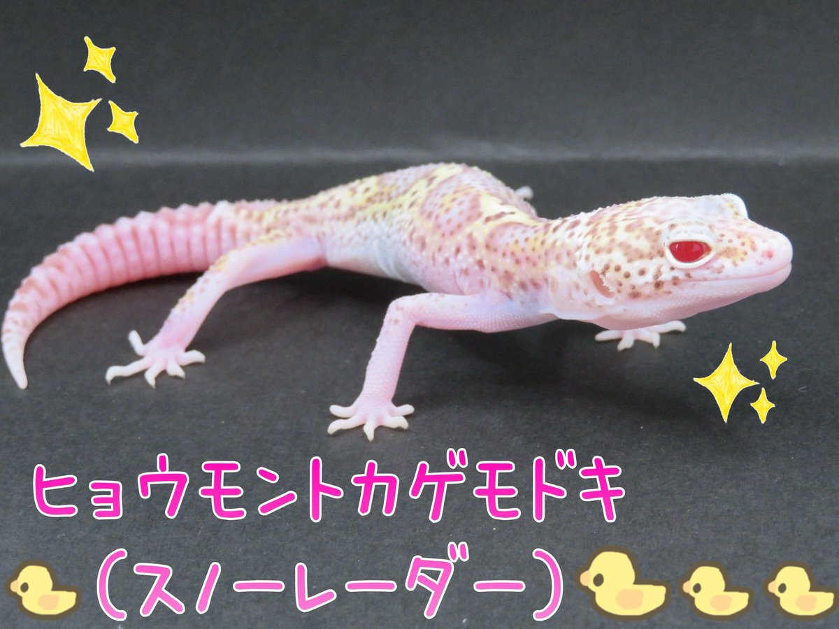 Leopards0665's tweet photo. 設営完了しました❣️

可愛いアオジタも3匹連れて来ました😊
イベント特価で出してるので早い者勝ちですよ〜♪♪
レオパやシシバナヘビに、ダンゴムシも連れて来てるので、是非お立ち寄り下さい✨

 #expo浅草 
 #キタアオジタトカゲ 
 #レオパ   #ボールパイソン 
 #セイブシシバナヘビ 
 #ダンゴムシ https://t.co/FUlptlfHlj
