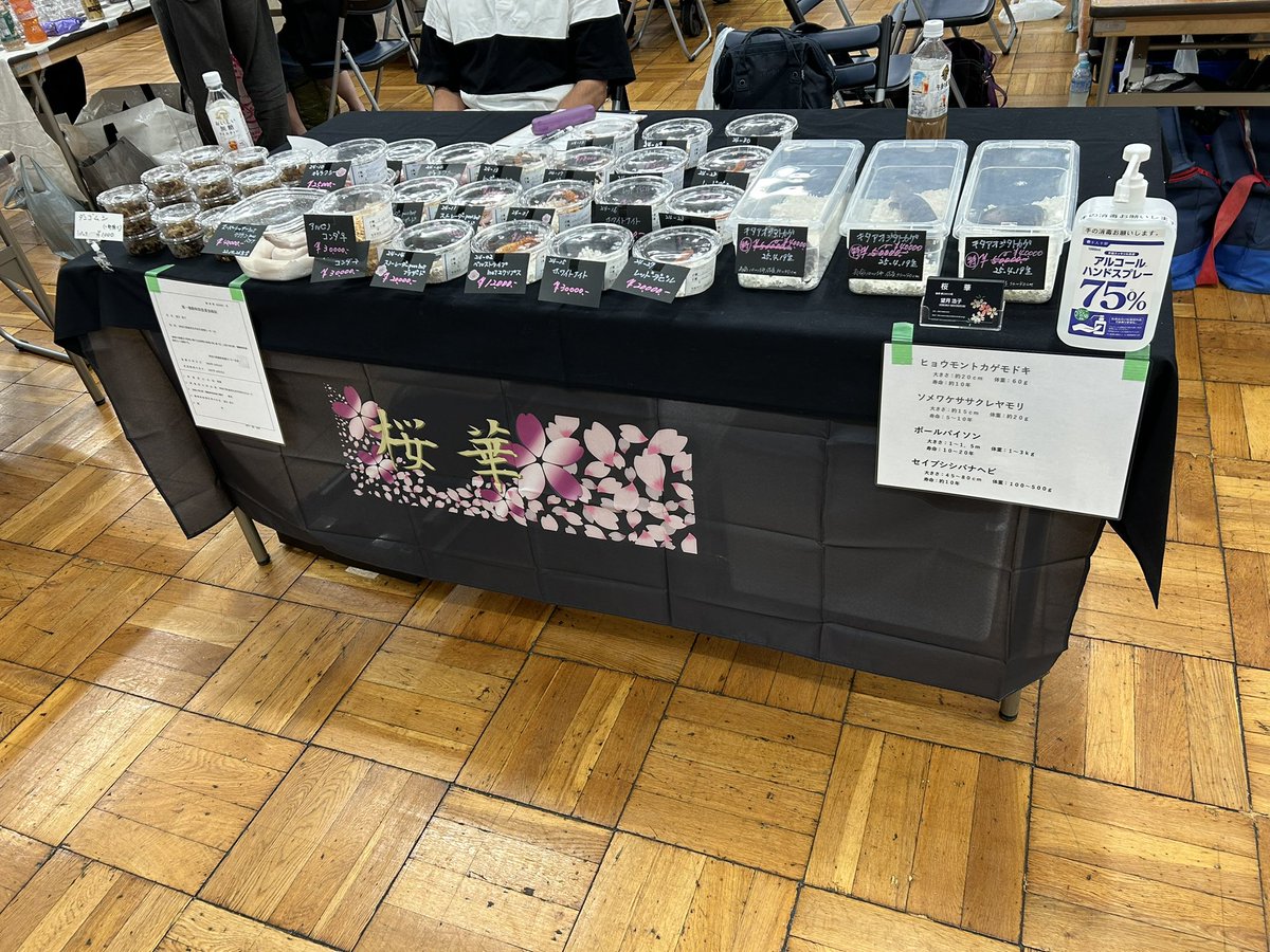 Leopards0665's tweet photo. 設営完了しました❣️

可愛いアオジタも3匹連れて来ました😊
イベント特価で出してるので早い者勝ちですよ〜♪♪
レオパやシシバナヘビに、ダンゴムシも連れて来てるので、是非お立ち寄り下さい✨

 #expo浅草 
 #キタアオジタトカゲ 
 #レオパ   #ボールパイソン 
 #セイブシシバナヘビ 
 #ダンゴムシ https://t.co/FUlptlfHlj