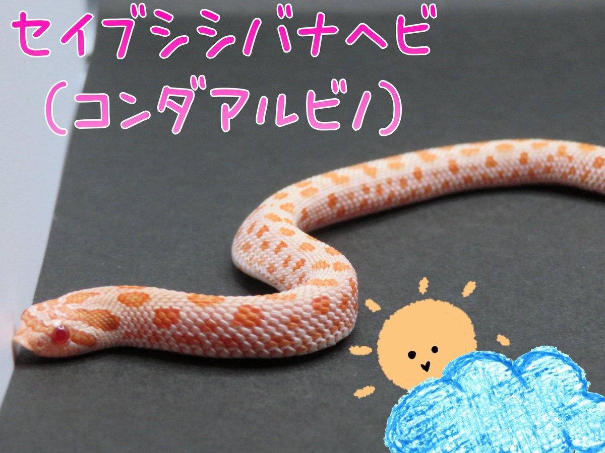 Leopards0665's tweet photo. 設営完了しました❣️

可愛いアオジタも3匹連れて来ました😊
イベント特価で出してるので早い者勝ちですよ〜♪♪
レオパやシシバナヘビに、ダンゴムシも連れて来てるので、是非お立ち寄り下さい✨

 #expo浅草 
 #キタアオジタトカゲ 
 #レオパ   #ボールパイソン 
 #セイブシシバナヘビ 
 #ダンゴムシ https://t.co/FUlptlfHlj