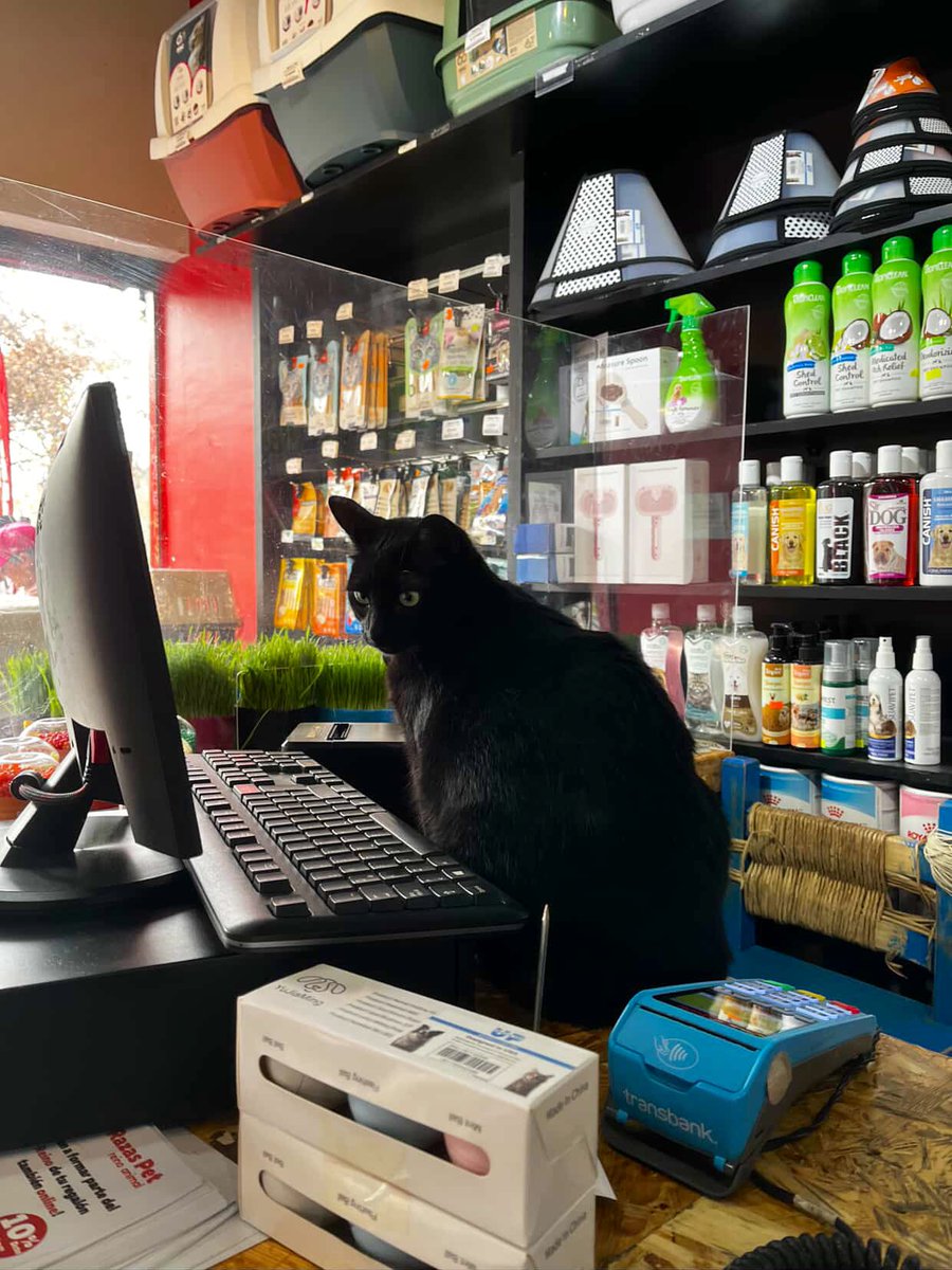 Bodega Cats (@bodegacats_) on Twitter photo 