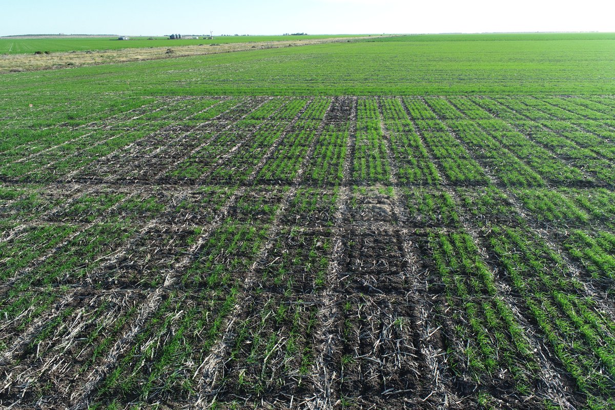 Prof (Weed Science) Bhagirath Chauhan (@bschauhan76) on Twitter photo PRE herbicides effect on phalaris & wheat (Bellata, NSW); Crop damage (>90%) in Triflur+Avadex-treated plots. Sakura & Mateno provided excellent weed control with no crop damage. Thanks <a href="/GRDCNorth/">GRDC North</a> <a href="/UQWeedScience/">Chauhan lab UQ</a> <a href="/QAAFI/">QLD Alliance for Agriculture & Food Innovation</a> <a href="/UQ_News/">UQ News</a> & Mathew Langfield PRE herbicides effect on phalaris & wheat (Bellata, NSW); Crop damage (>90%) in Triflur+Avadex-treated plots. Sakura & Mateno provided excellent weed control with no crop damage. Thanks <a href="/GRDCNorth/">GRDC North</a> <a href="/UQWeedScience/">Chauhan lab UQ</a> <a href="/QAAFI/">QLD Alliance for Agriculture & Food Innovation</a> <a href="/UQ_News/">UQ News</a> & Mathew Langfield