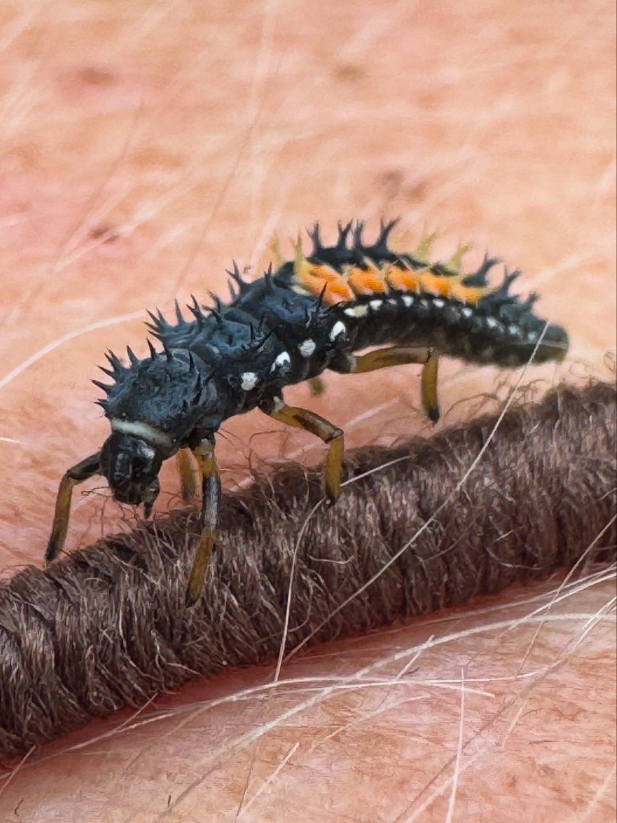 If you see these awesome critters in your garden, do not fear! 😧 

These are ladybirds 🐞 in their larvae form and they’re HUNGRY for aphids! 

Plant fennel &amp; hops to support the reproduction of these robust pest controllers!

#GardeningX #GardeningTwitter