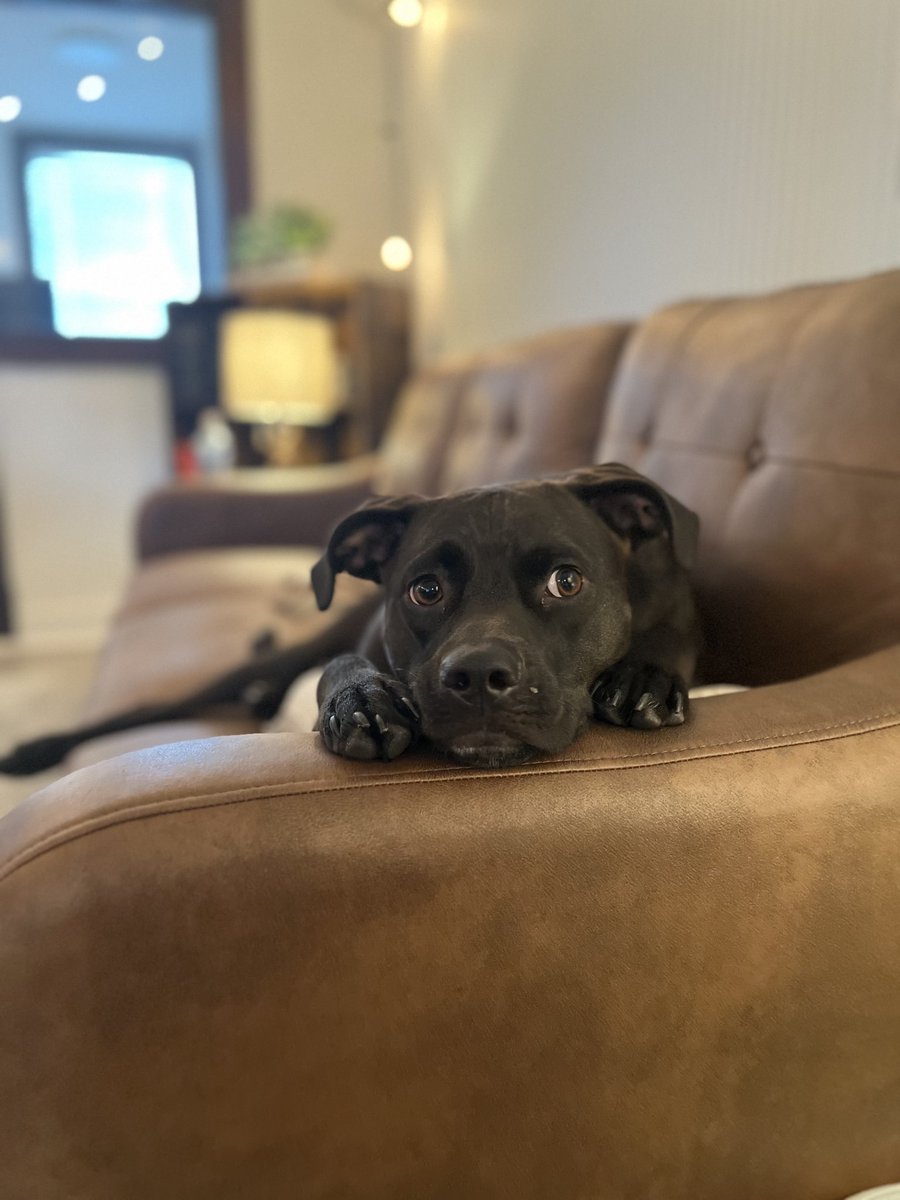 My dog is cuter than your dog.