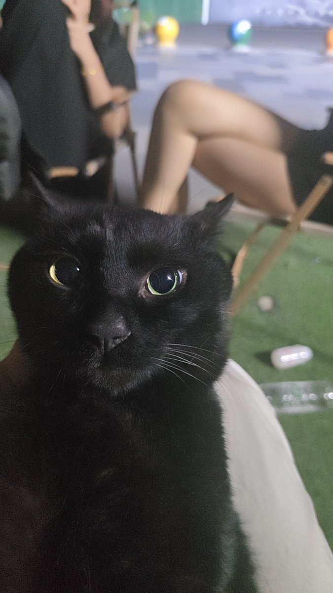AncientMoonFa's tweet photo. 我去辟邪黑猫罗小黑 https://t.co/rnf8EacFOn