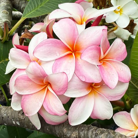 ninasmile2280's tweet photo. Have you ever seen a Plumeria? These flowers are simply stunning. 😍🌸 They smell amazing and bring a touch of the tropics to any space. Perfect for chillin' outside or making your garden pop. 🌴🌺 #FlowerPower #TropicalVibes #GardenGoals #bombshellmint #USA https://t.co/IJ48cpSJaw