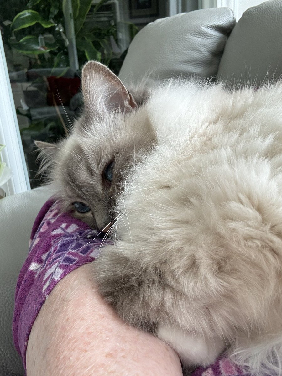 #PostAFavPic4VioletJun25 Day 21
Day of the gong
We think the Butler put little gongs into his chiming clock….it’s noisy and disruptive to my naps on Mama
♥️😘Ari😘💋 #CatsOfX